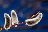 Close up of fuzzy pussy willow seed pods on a branch with blue sky in the background, Calgary, Alberta, Canada