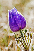 Close up of a crocus flower, Calgary, Alberta, Canada