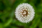 Extreme close up looking down on the plant of a dandelion fuzzy seeds, Calgary, Alberta, Canada