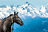 Horse and Andes mountains in the distance, Ushuaia, Tierra del Fuego, Argentina