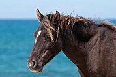Sable Island horse with ocean in the background, Sable Island, Nova Scotia, Canada