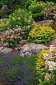 Rock garden and colourful blossoming plants, Knowlton, Quebec, Canada