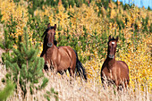 Wild horses, Sundre, Alberta, Canada