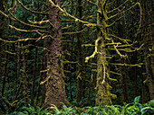 Vast areas of rain forest are found at Ecola State Park, Cannon Beach, Oregon, United States of America