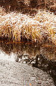 Frosty grass with ice along a pond, Thunder Bay, Ontario, Canada