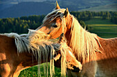Haflinger horses are cleaning eachother on the Seiser alp, Dolomite Alps, South Tyrol, Italy