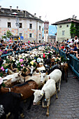 Goatdrift in Cavalese, Dolomite Alps, Trentino, Italy