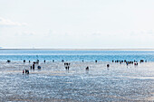 Büsumer Strand bei Ebbe, Büsum, Schleswig-Holstein, Norddeutschland, Deutschland