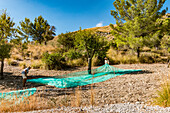 olive harvest in the mountains between Betlem and Arta, Mallorca, Balearic Islands, Spain