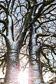 Oak with double stem at Muensing, Bavaria, Germany