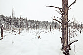 Dead pine trees in a bog, behind mixed forest of firs, pines, pines and birches. Mountain, Bavaria, Germany