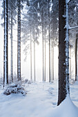 Wintery fir forest above Tutzing and Ilkahoehe, Bavaria, Germany