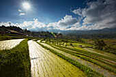 Reisterrassen Jatiluweh, Bali, Indonesien