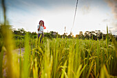 Rice paddy, rice field Penestanan, Bali, Indonesia