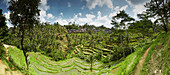 Rice terraces, Tegalallang, Bali, Indonesia