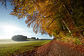 Feldweg im Herbst, Voralpenland, Attenkam, Münsing, Oberbayer, Deutschland