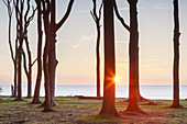 Beech forest in Nienhagen, Baltic Sea Coast, Mecklenburg-Western Pomerania, Northern Germany, Germany, Europe