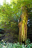 Hollow oak tree (Quercus robur) near Frankenau, Hesse, Germany, Europe