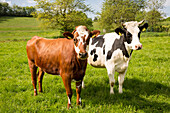 Freundliche Kühe auf der Weide des Ferienhaus Schöneweiß, Vöhl-Harbshausen, Nordhessen, Hessen, Deutschland, Europa