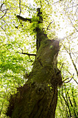 Kloster Haina Rundwanderweg durch den Stamford'scher Garten, am Wegesrand eine große alte Stiel-Eiche (Quercus robur),  Nordhessen, Hessen, Deutschland, Europa