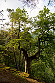 Große Buche im sommerlichem Buchenwald (Fagus sylvatica) des Nationalpark Kellerwald-Edersee, Nordhessen, Hessen, Deutschland, Europa