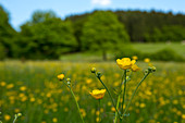 Scharfe Hahnenfuß  (Ranunculus acris) blüht im Feld nahe Frankenberg, Nordhessen, Hessen, Deutschland, Europa