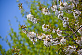 Cherry tree blossoms (Prunus serrulata), Bad Wildungen, Hesse, Germany, Europe