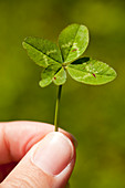 Ein vierblättriges Kleeblatt, Trifolium, zu finden bringt Glück, Frankenau, Nordhessen, Hessen, Deutschland, Europa