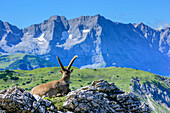 Ibex laying in meadow and looking towards mountains, Natural Park Karwendel, Karwendel range, Tyrol, Austria