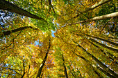 Beeches in autumn colours, Upper Bavaria, Bavaria, Germany