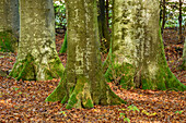 Three beech-trunks, Upper Bavaria, Bavaria, Germany