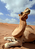 Camel in the Sharquiyah desert near al-Mintirib, Oman
