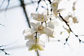 Orchidee (Phalaenopsis Hybride), Orchideenhaus auf der Insel Mainau, Konstanz, Baden-Württemberg, Deutschland