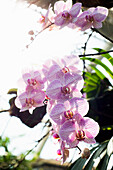 Orchidee (Phalaenopsis Hybride), Orchideenhaus auf der Insel Mainau, Konstanz, Baden-Württemberg, Deutschland