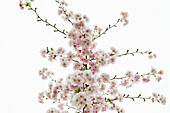 Blühende Japanische Zierkirsche (Prunus serrulata), Baden-Württemberg, Deutschland
