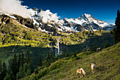Tschingelhorn mit Schnee, hinteres Lauterbrunnental, Lauterbrunnen, Schweizer Alpen Jungfrau-Aletsch, Berner Oberland, Kanton Bern, Schweiz