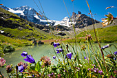 Blumenwiese und See, hinten das Tschingelhorn mit Schnee, hinteres Lauterbrunnental, Lauterbrunnen, Schweizer Alpen Jungfrau-Aletsch, Berner Oberland, Kanton Bern, Schweiz