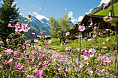 Gimmelwald, Lauterbrunnental, Lauterbrunnen, Kanton Bern, Berner Oberland, Schweiz