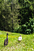 Runner ducks roaming through the woods, Radein, South Tirol, Italy