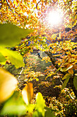 Junger Mann rennt durch einen herbstlich bunten Wald, Allgäu, Bayern, Deutschland