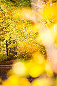 Path through an autumn forest, Allgaeu, Bavaria, Germany