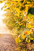 Path along an autumn forest, Allgaeu, Bavaria, Germany