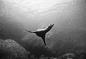 Sea Lion Underwater, Baja, Mexico