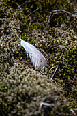 Dew covered feather on moss, Faeroe Islands