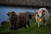 Schafe auf einer Weide, Färöer Inseln