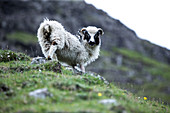 Kleines Schaf in den Bergen, Färöer Inseln