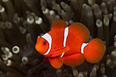 Spinecheek Clownfish, Premnas aculeatus, Ambon, Moluccas, Indonesia