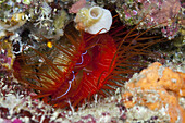 Electric Flame Scallop, Ctenoides ales, Ambon, Moluccas, Indonesia