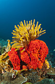 Crinoid on Red Sponge, Comanthina sp., Raja Ampat, West Papua, Indonesia