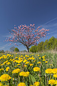 Löwenzahnwiese mit blühendem Obstbaum , bei Nieby, Ostseeküste, Schleswig-Holstein, Norddeutschland, Deutschland, Europa